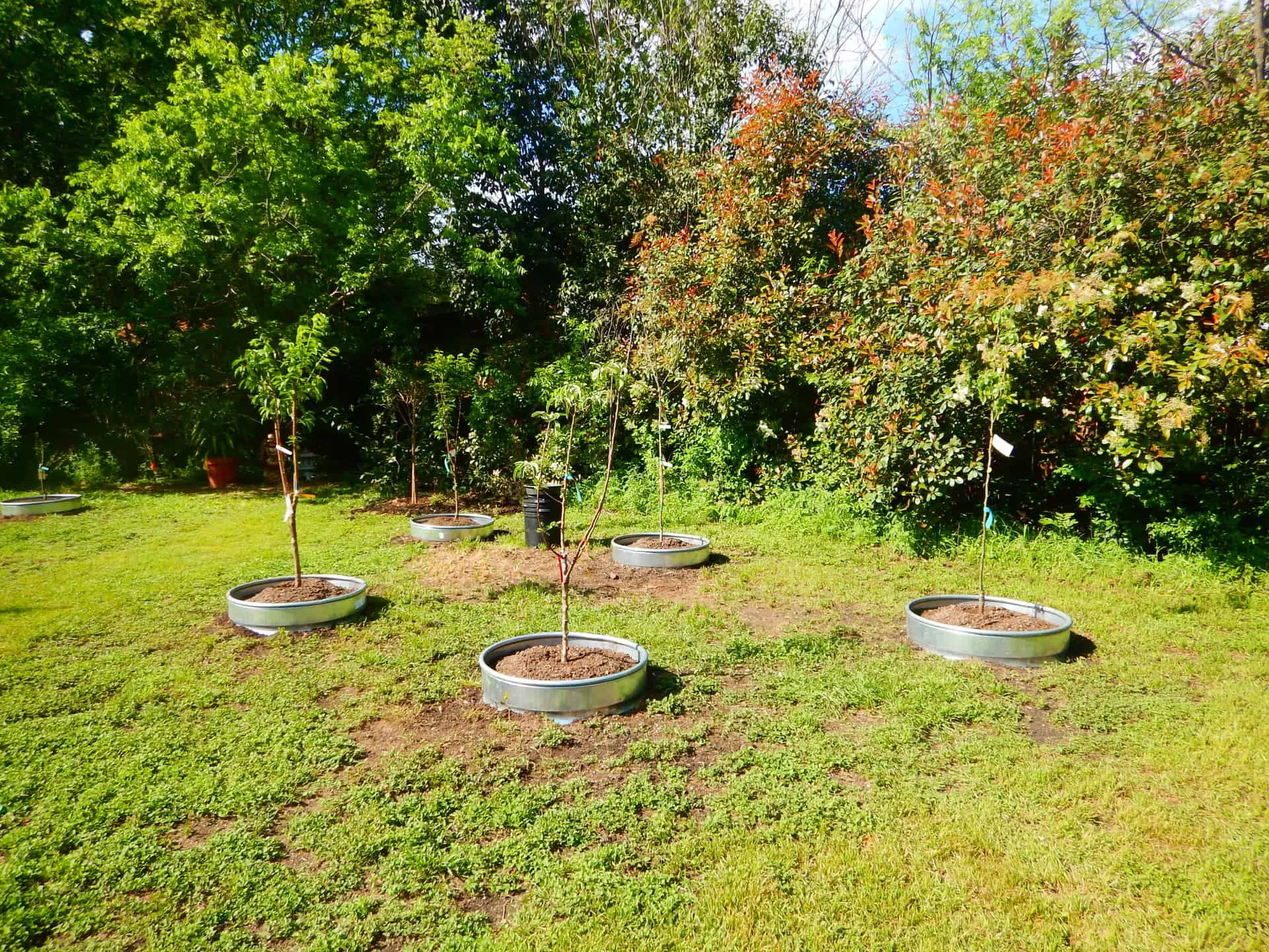 Martin Tree Planting