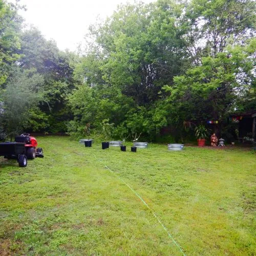 Martin Tree Planting