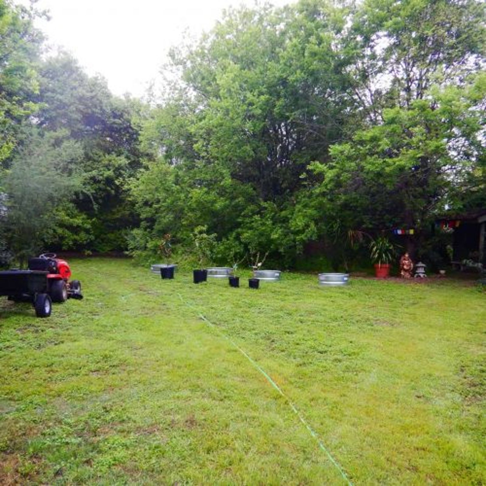 Martin Tree Planting